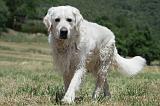 GOLDEN RETRIEVER 1177